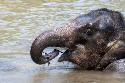 Close-up side view of elephant in water