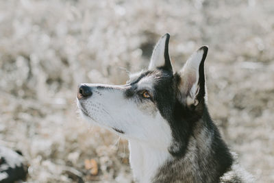 Close-up of a dog looking away