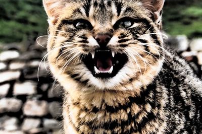 Close-up portrait of cat