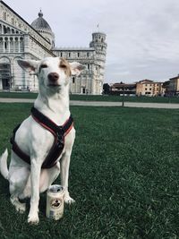 Dog standing on field against building