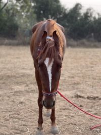 Portrait of horse standing on field