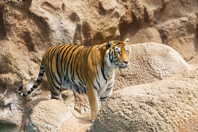 Cat standing on rock