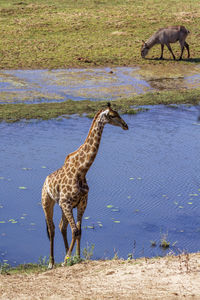 Side view of giraffe on land