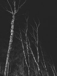 Low angle view of bare trees at night