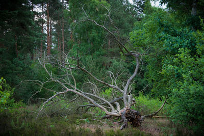 View of a tree in forest