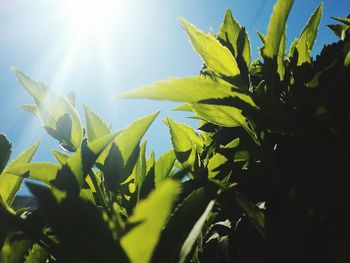 Low angle view of fresh green plant against sky on sunny day