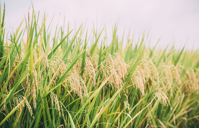 Close-up of stalks in field