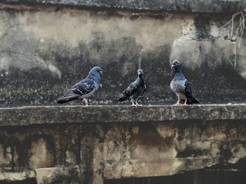 Pigeons perching on wall