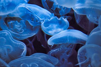 Close-up of jellyfish in sea