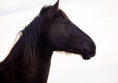 Close-up of horse looking away