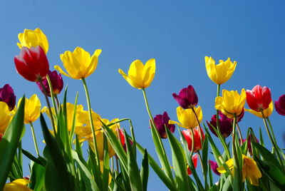 Close-up of yellow tulips on field against blue sky