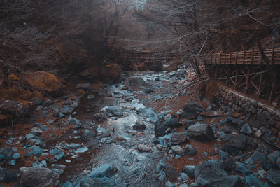 High angle view of rocks in forest