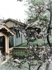 Close-up of flowers on tree