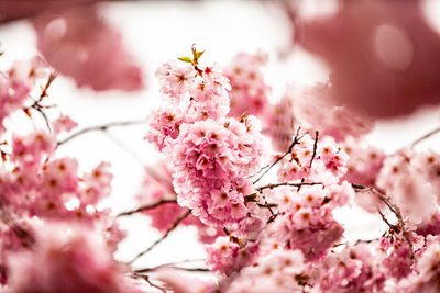 Close-up of pink cherry blossom