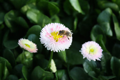 Close-up of bee on flower blooming outdoors