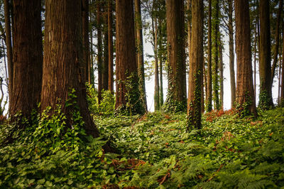 Pine trees in forest