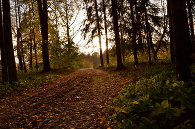 Narrow dirt road along trees in forest