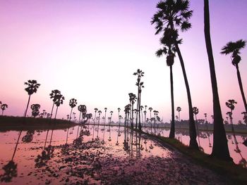 Silhouette palm trees by swimming pool against sky during sunset