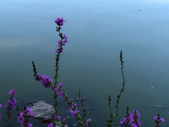 Close-up of pink flowering plant floating on water