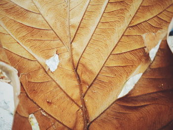 Close-up of dried autumn leaf