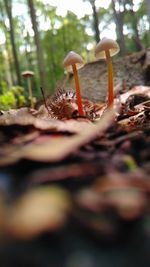 Close-up of mushroom growing in forest