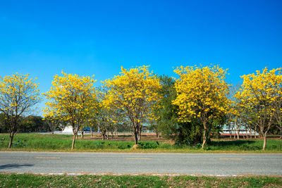 Trees in park against clear blue sky