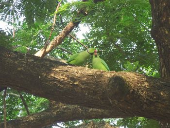 Low angle view of parrot perching on tree