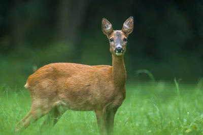 View of deer on field