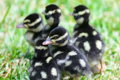 Close-up of ducklings on field