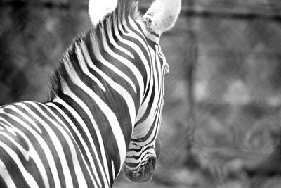 Close-up of a zebra