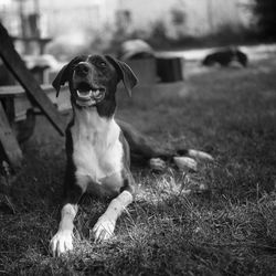 Portrait of dog sitting on field