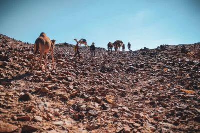 View of camels in the south sinai desert against sky