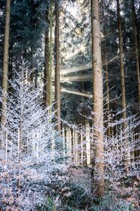 Trees in forest during winter