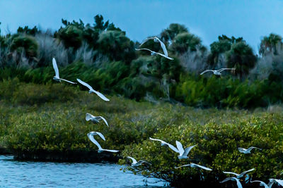 Bird flying in the sky