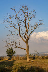 Bare tree on field against sky