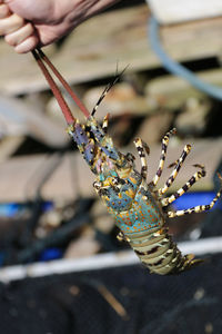 Close-up of human hand