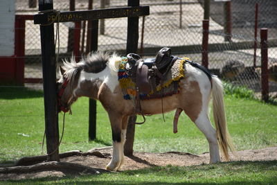 Horse in farm