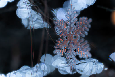 Close-up of flowers on snow