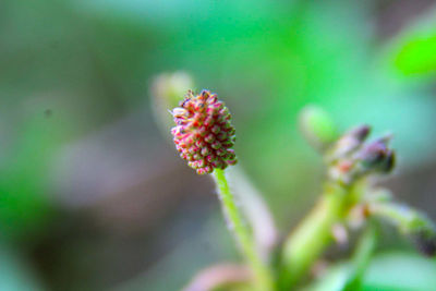 Close-up of pink flowers