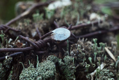 Close-up of mushroom growing on field