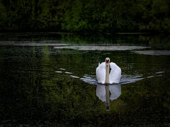 Swan swimming in lake