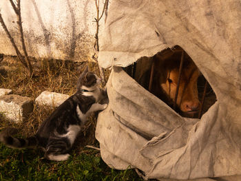 Curious cat and calf