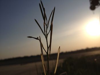 Close-up of plants growing on field at sunset