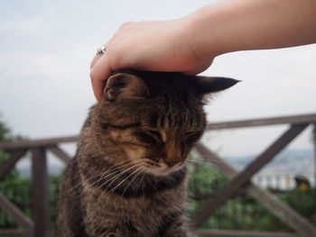 Close-up of hand holding cat against sky