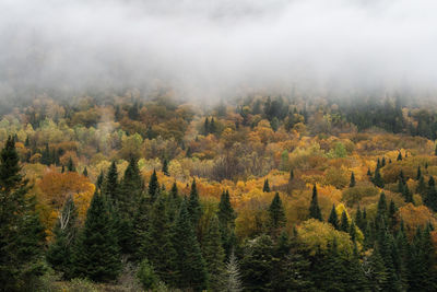 Pine trees in forest during autumn