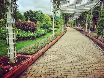 Narrow pathway along trees