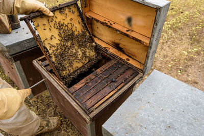 Rural and natural beekeeper, working to collect honey from hives