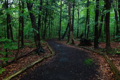 Road passing through forest