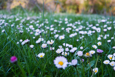 View of white daisy flowers on field