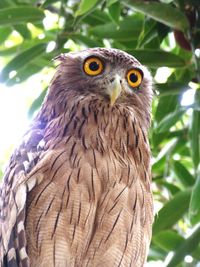 Close-up portrait of owl